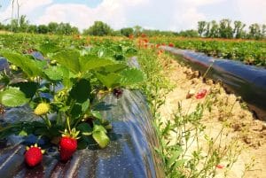 800 de locuri de muncă pentru ”căpșunarii”
