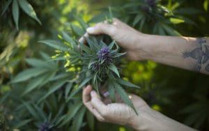 paravan pentru un traficant de droguri cannabis