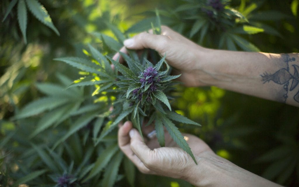 paravan pentru un traficant de droguri cannabis