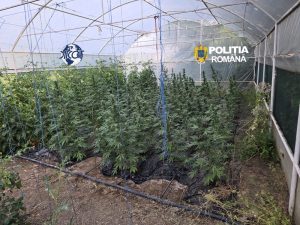 „Fabrica” de canabis din Teleorman. Seră cu 63 de plante, droguri, bani și două arestări după o amplă operațiune DIICOT